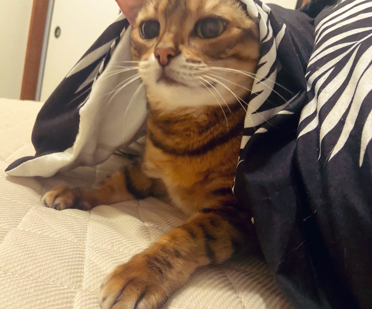 れいちぇる (@RikuxForever) / Posts / X