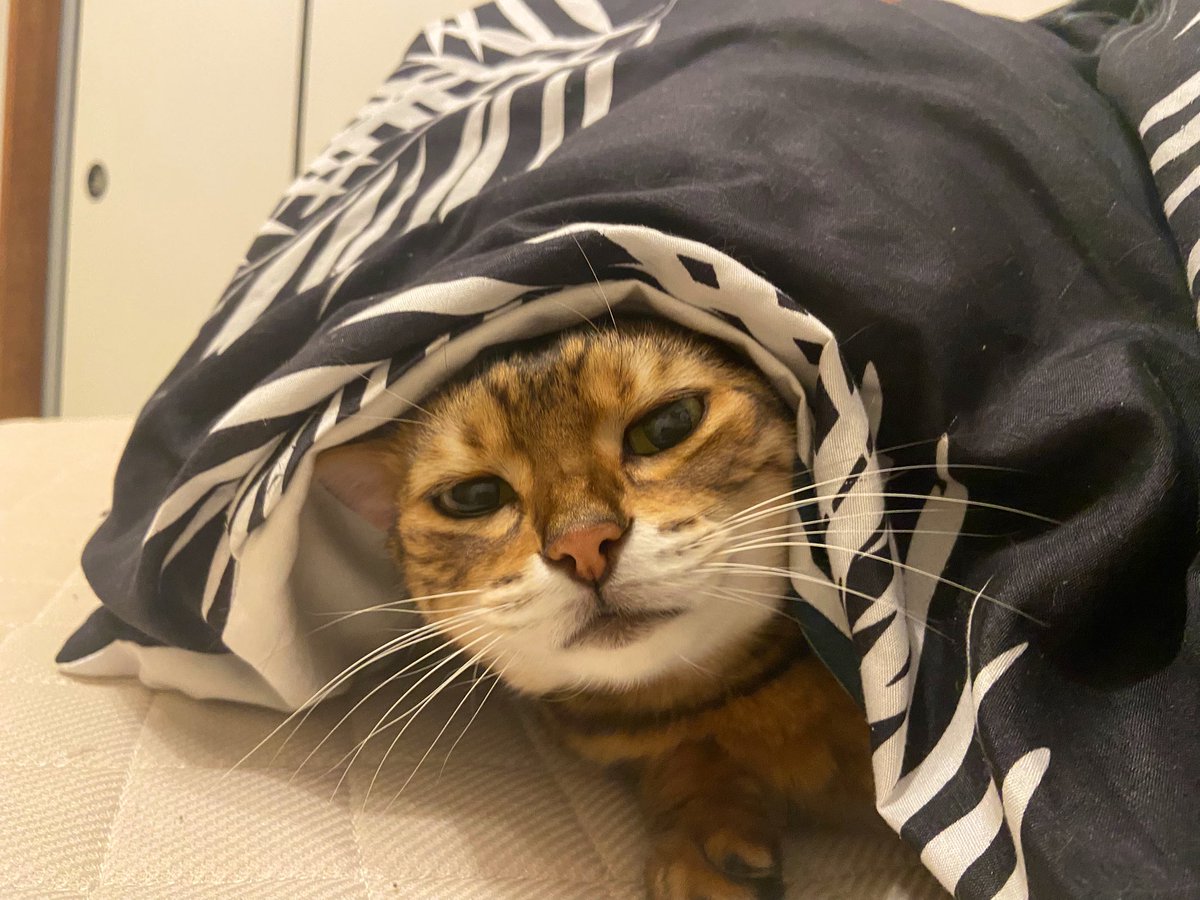 れいちぇる (@RikuxForever) / Posts / X