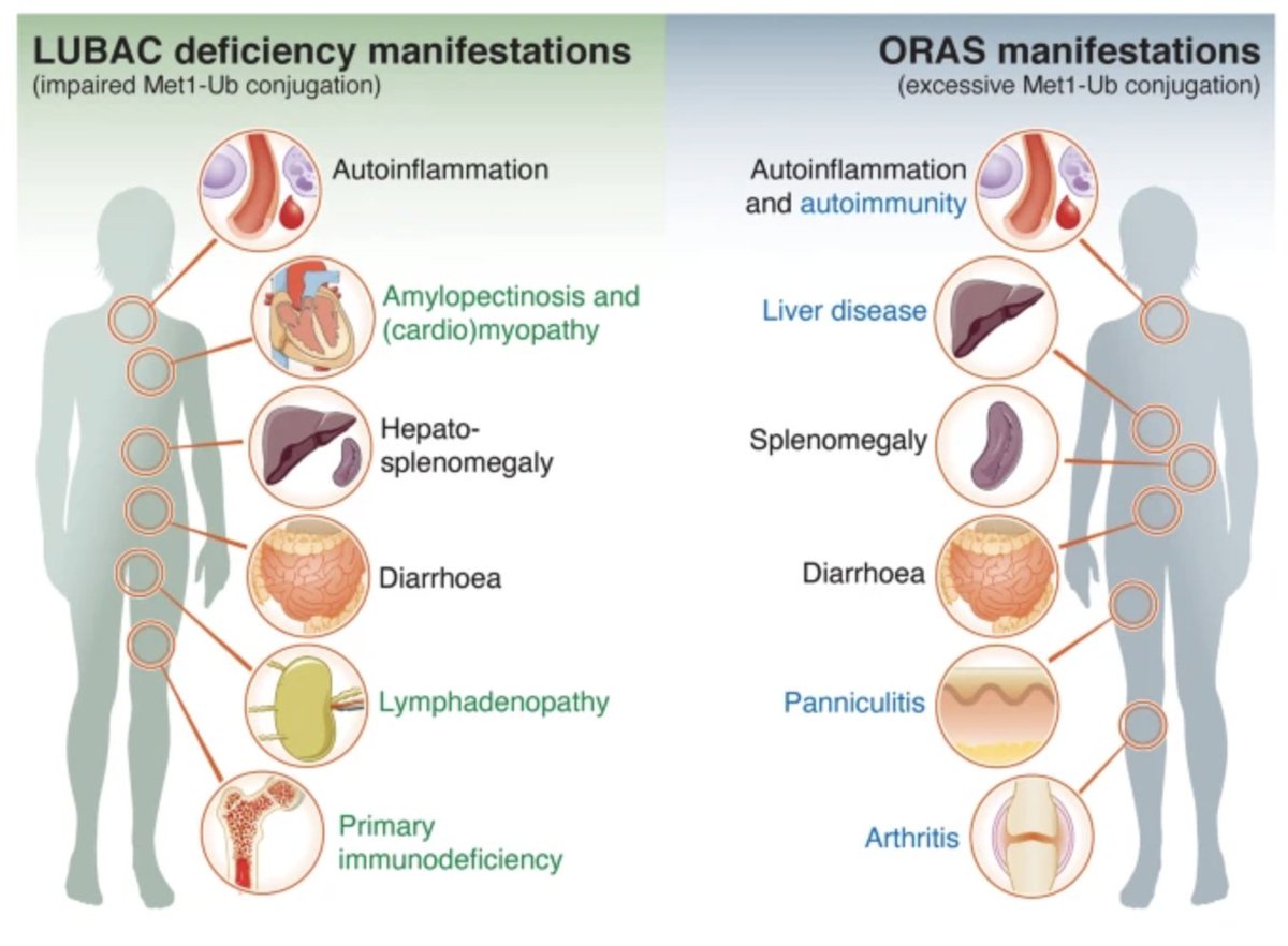 Rune Busk Damgaard tweet media