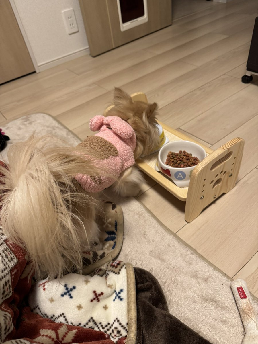 Light190610's tweet photo. お久しぶりです❗️
ご無沙汰してしまいましたが皆さんお元気ですか？
全然投稿してないのにまだ繋がってくださってる皆さんありがとうございます🙇🏻‍♂️
私は昨年4月に職場が異動になり苦戦中😓
家ではワンコとゆっくり過ごしてます🐶
そんなワンコも先日5歳になりました❗️
これからもよろしくお願いします🥺 https://t.co/lH04ds6Ylu