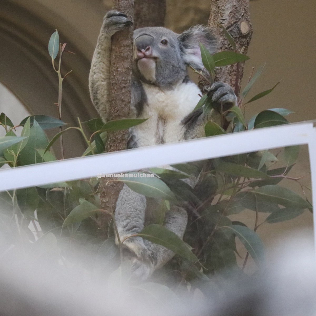 𝒗𝒆𝒓𝒚 𝒄𝒖𝒕𝒆🐨🌿 2025.11 #もなか #東山動植物園 #コアラ