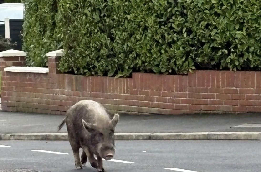 Regelmäßig Säue durchs Dorf zu treiben hat übrigens nichts mit nachhaltiger Landwirtschaft zu tun
(gilt im übertragenen Sinn auch für "innovative Ansätze" in Politik und Kirchgemeinden, deren inhaltliche Substanz oft über das kurzlebig - erstaunende Momentum nicht hinaus kommt)