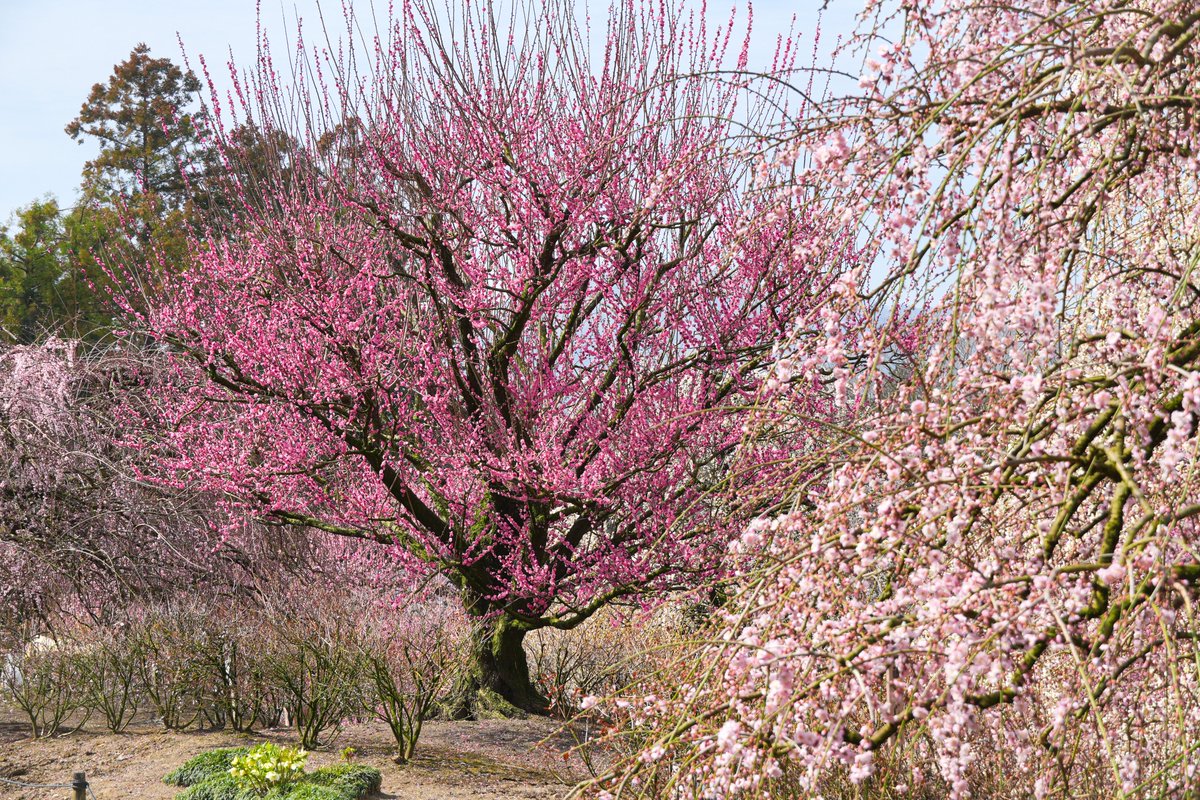 梅花鹿 鈴鹿の森庭園🌸2026年営業終了🌸 on X: 