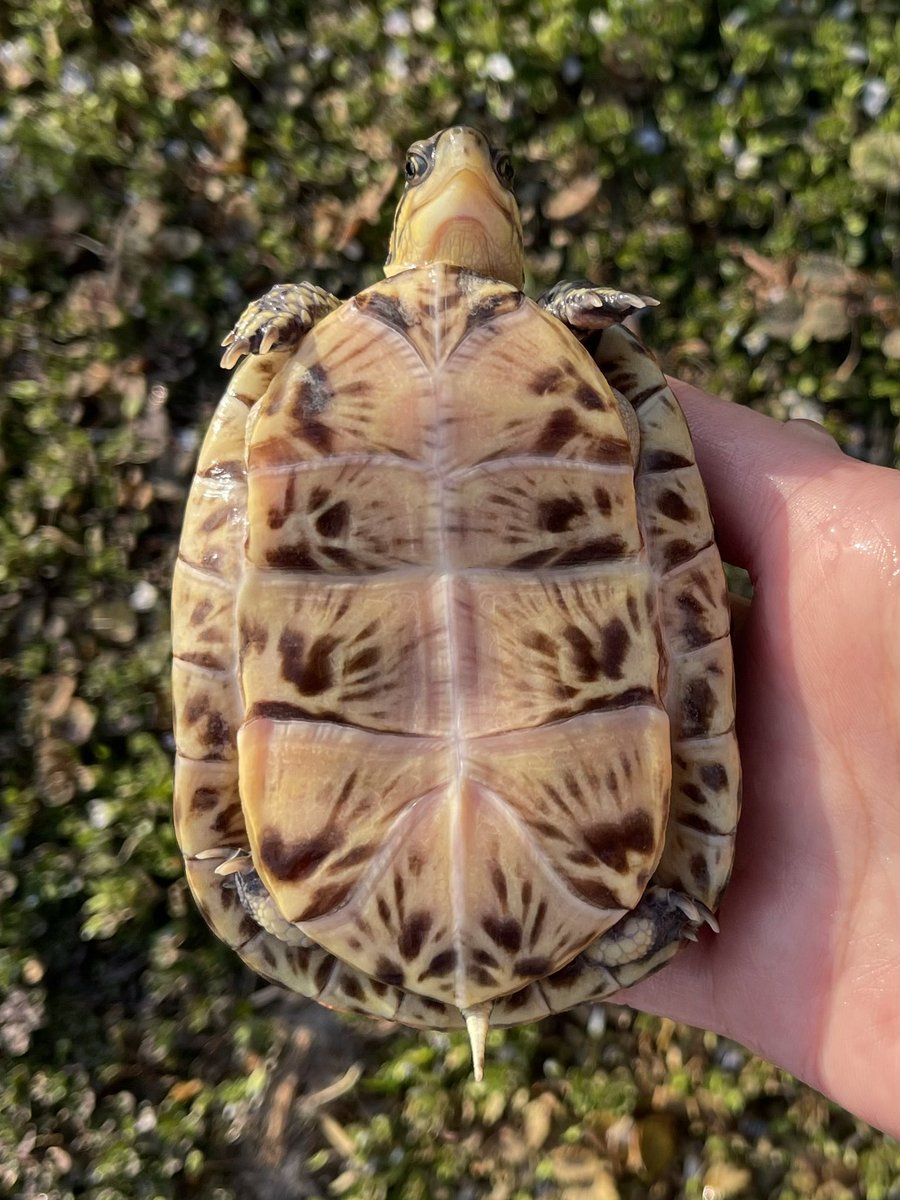 海外CBのフロリダハコガメ🐢
今が1番好きなサイズ☺️🎶
#フロリダハコガメ