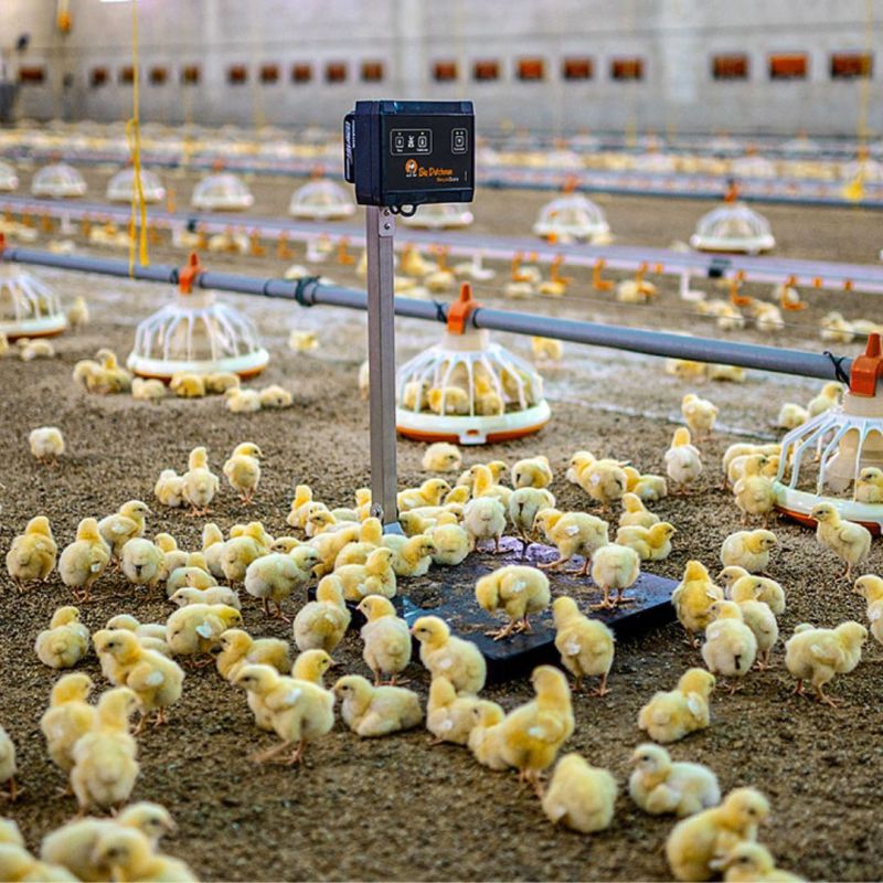 Big Dutchman International tweet media