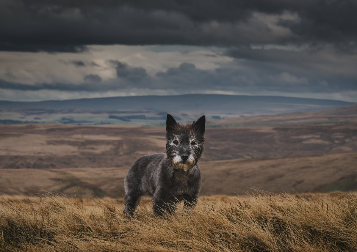 MJTurnerPhotography tweet media