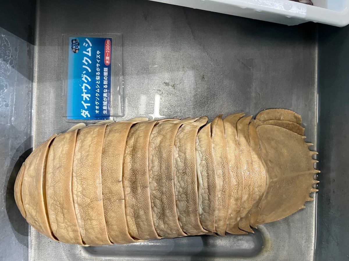 🫧🐟深海生物まつり🐟🫧 深海生物タッチは今週末いよいよ最終回