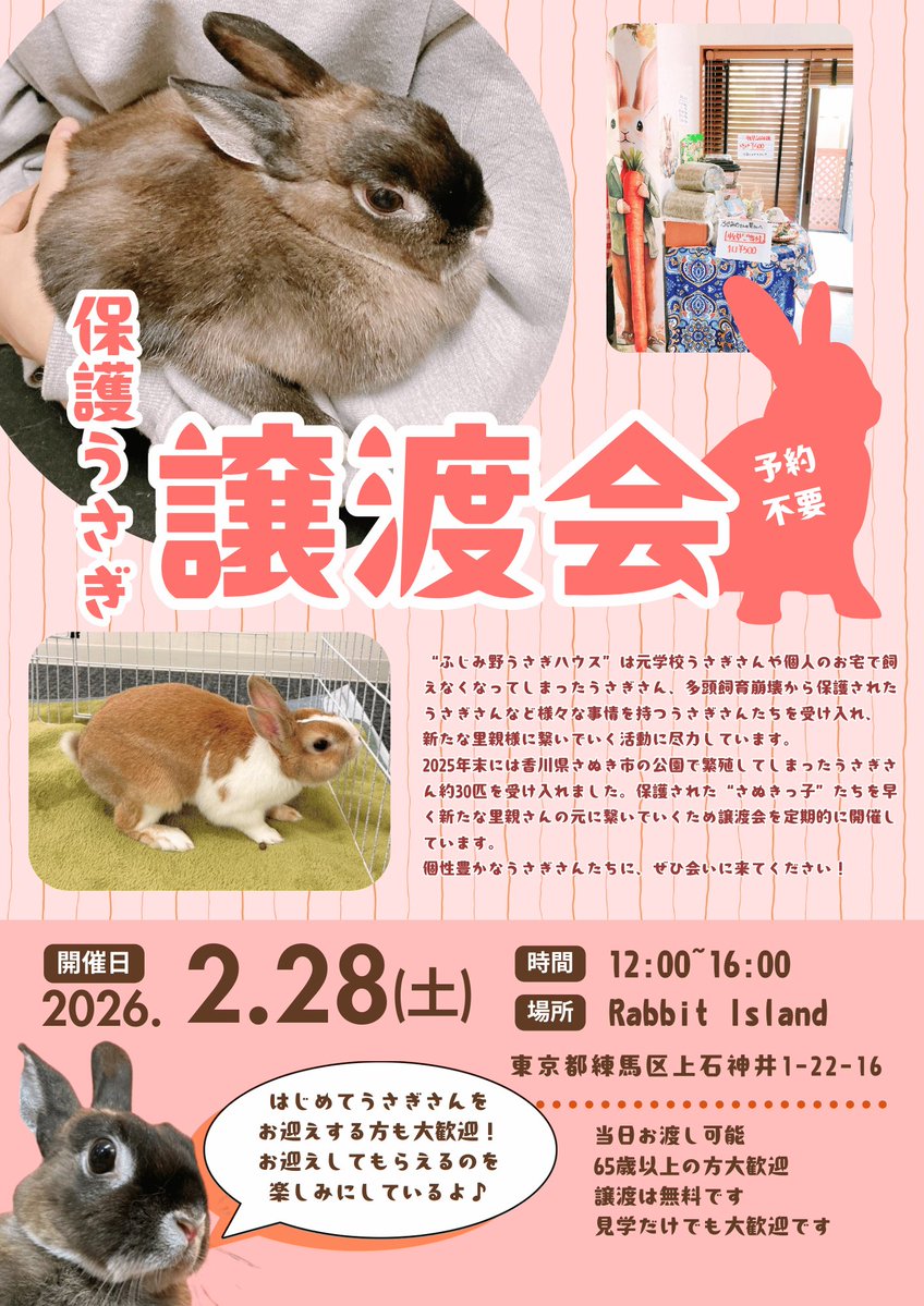 明日はついにRabbit Islandさんでの譲渡会です‼️ 6匹のうさぎ達が参加