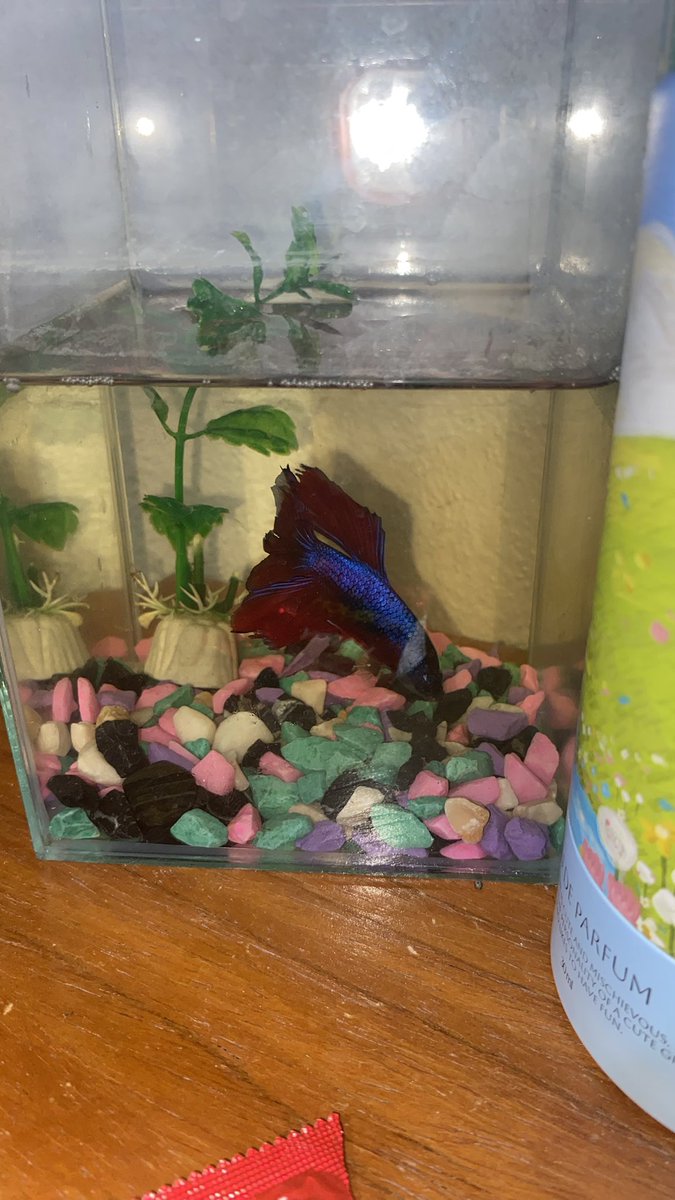 ymai🥞 tweet media