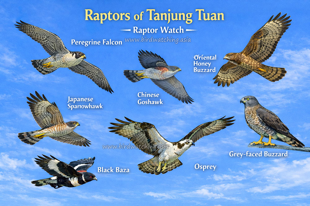 Bird Watching Asia tweet media