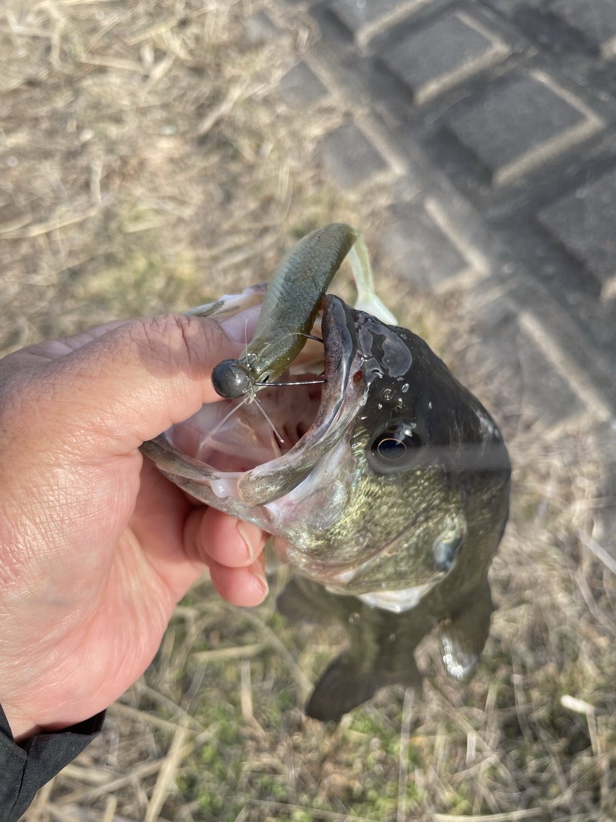 Bousou_Shingo's tweet photo. オスかな🤔

こないだの大潮でオスも動き出した？

#北浦 https://t.co/EMgcVHpJJj