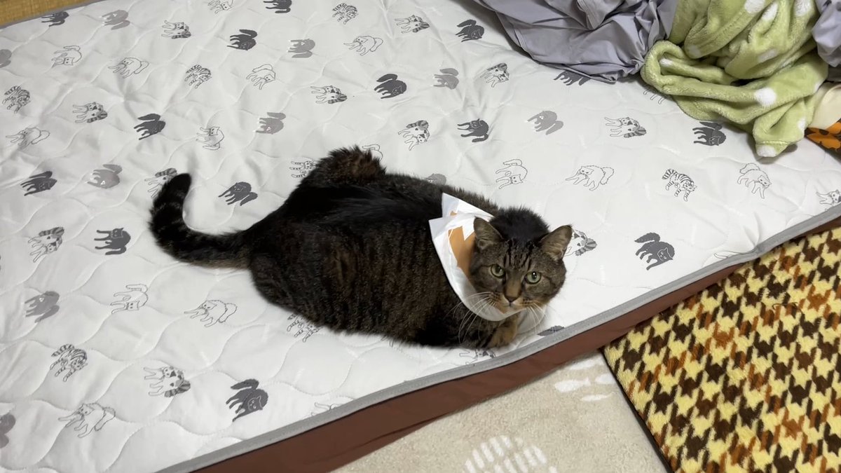 ねこじま まめたろう (@nekojima_22) / Posts / X