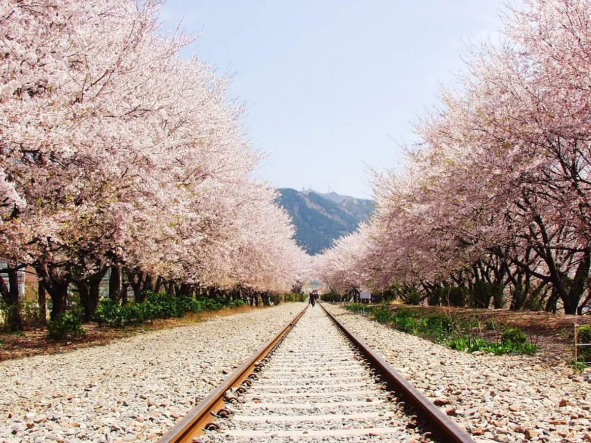 เทศกาลดอกพ็อตกดที่สวยมากๆของเกาหลี!
2026 Jinhae Gunhangjae Festival
ปีนี้จะจัดวันที่ 27 มี.ค. - 5 เม.ย. นี้ค่า 

ที่นี่คือพ็อตกดเยอะมาก ตอนฟูลบลูมสวยอลังสุด เอาเป็นว่าลงรถไฟแล้วเดินในเมืองเจอแต่พ็อตกดอะ ต้องลองมากันสักครั้งจริงๆ 

มุมไฮไลท์ 
🌸 ​Yeojwacheon Romance Bridge