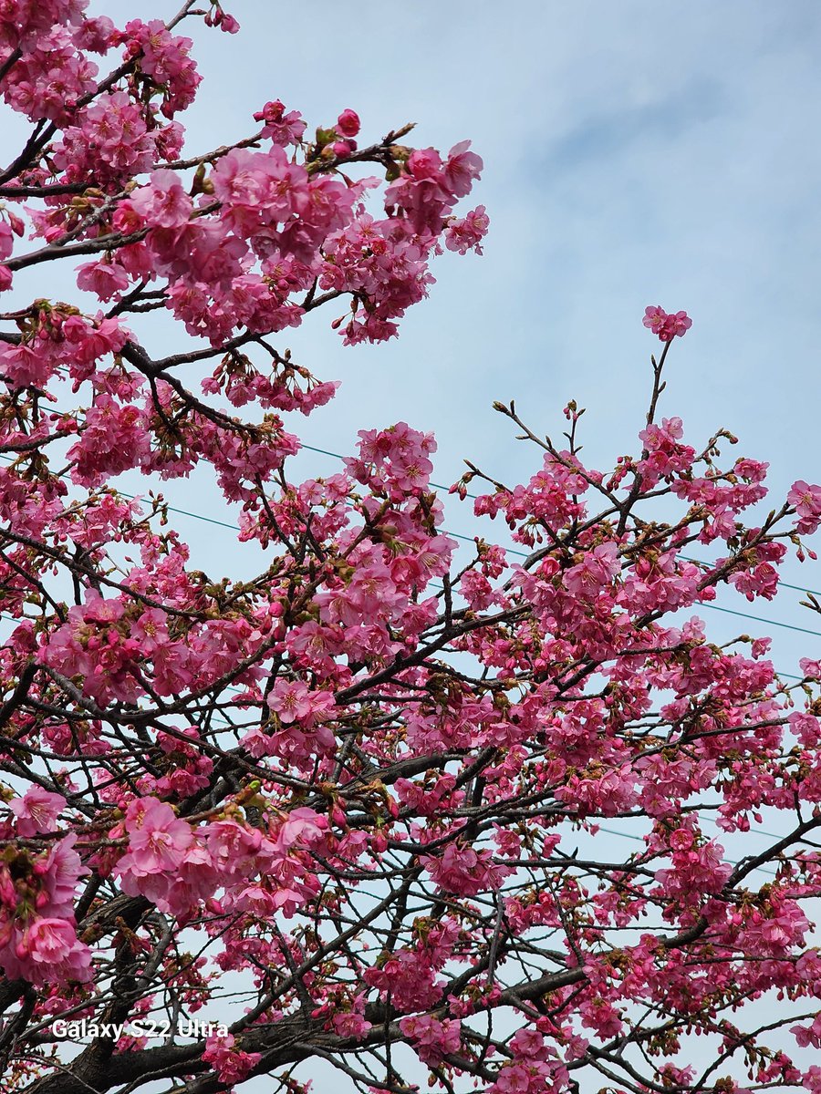 mallin_k's tweet photo. 木場公園脇の大横川沿いの河津桜🌸
満開でした🌸🌸🌸🌸 https://t.co/1LawvrFbCd