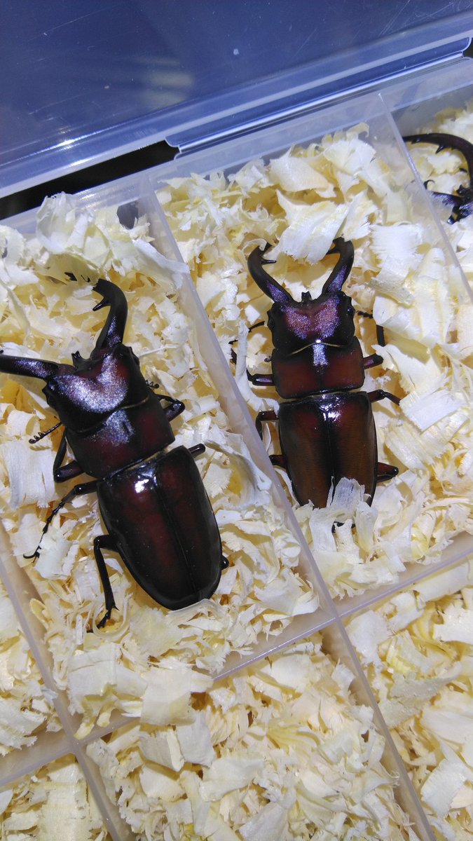 wata (@jXBoEkfoa2z1wZu) / Posts / X