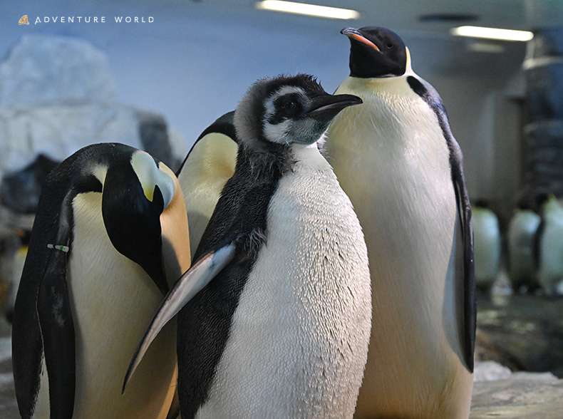 ひな”まつり」にちなんで性別発表！🐧🌸／ エンペラーペンギンの