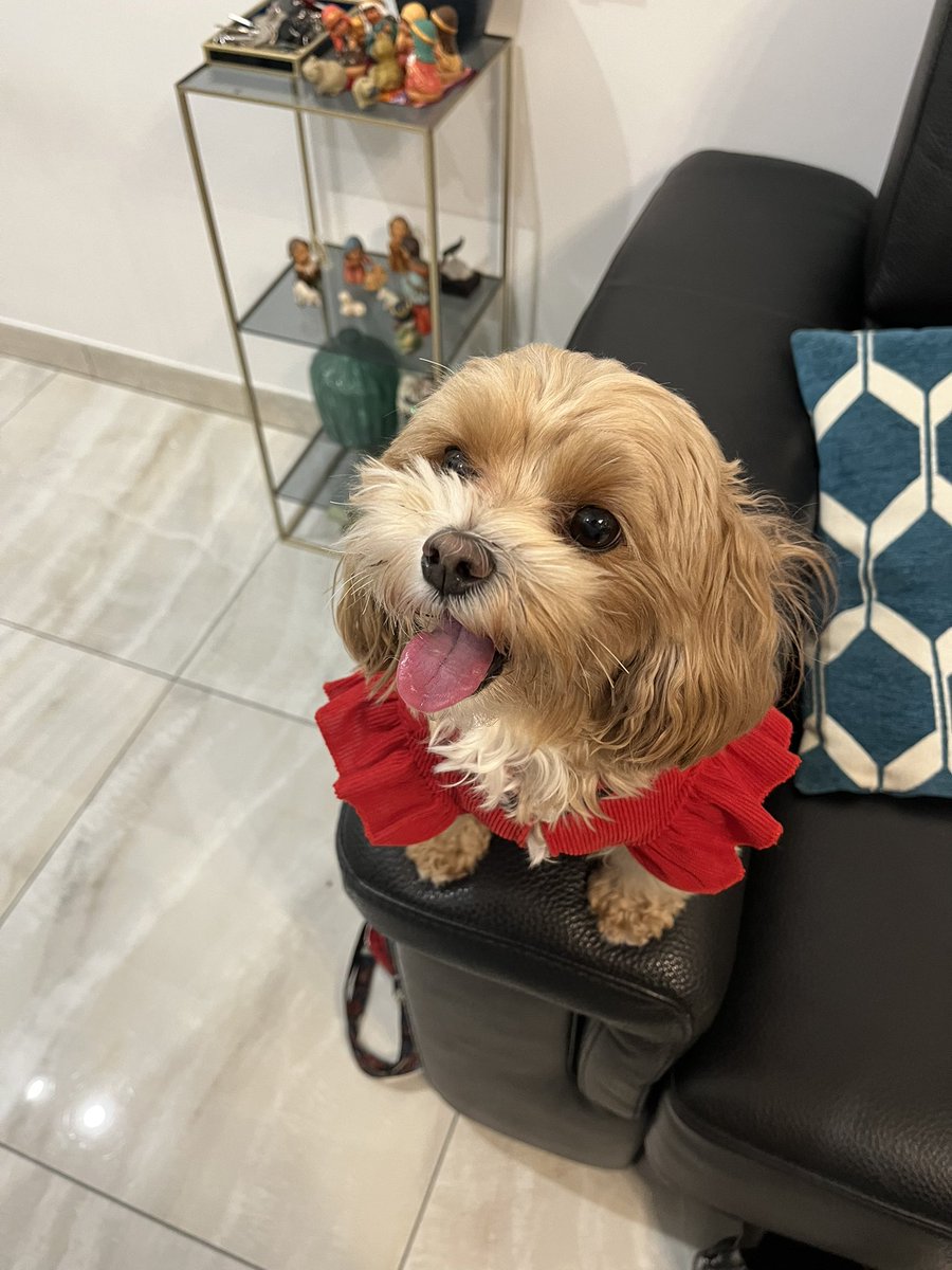 Domenico Vaccariello tweet media