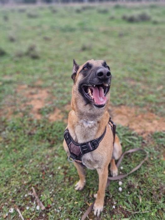 Protectora de animales SVPAP tweet media