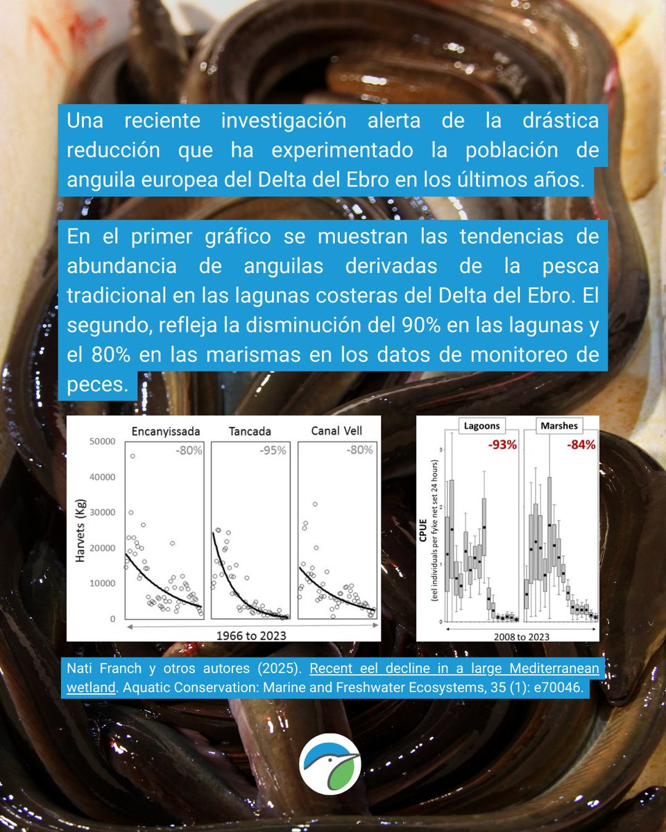 SEO_BirdLife's tweet photo. ‼️Cuando la política pasa por encima de la evidencia científica.

El caso de la anguila europea está en boca de todos, pero lo que implica, es algo que deberías de conocer.

Lee la noticia completa en https://t.co/wQkBgYlAT8 https://t.co/CQZJqC5AvF