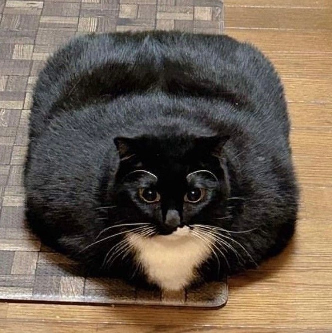 Punch Cat tweet media