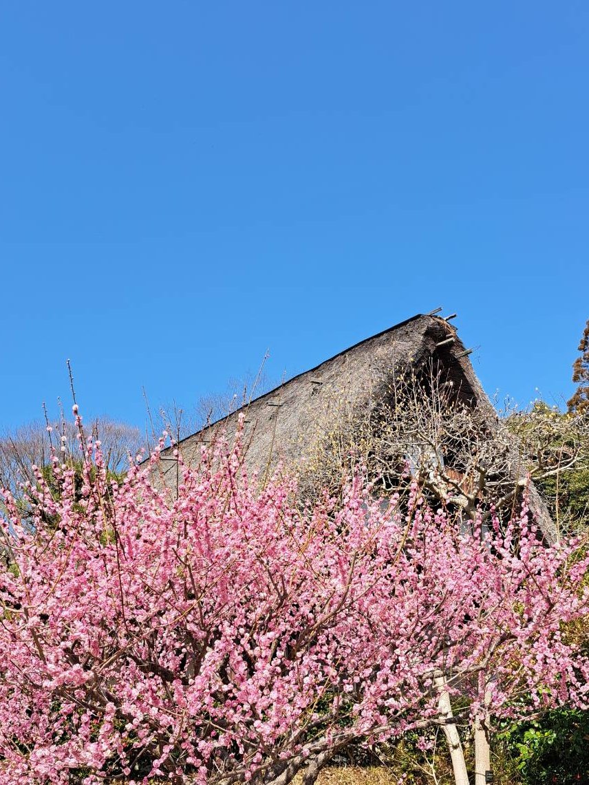 ゴン太 (@Jyoutaro_Togo) / Posts / X