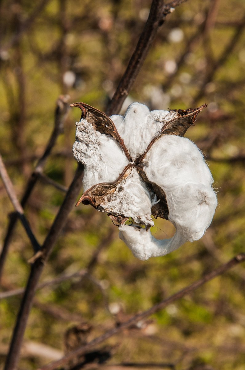 Foundation for Food & Agriculture Research (FFAR) tweet media