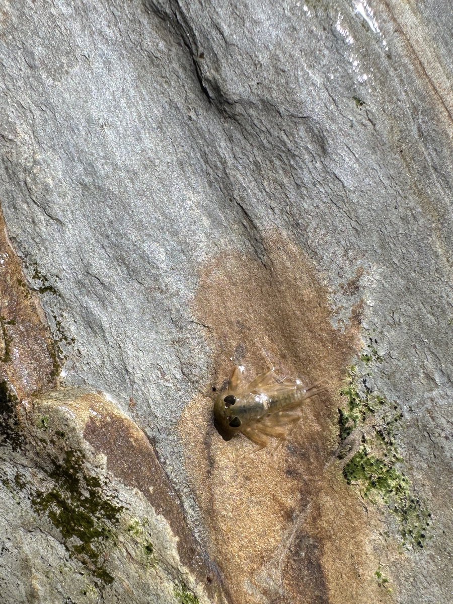 David Manzanera 🇪🇭 🌱🦇🦅🦂🦌 tweet media