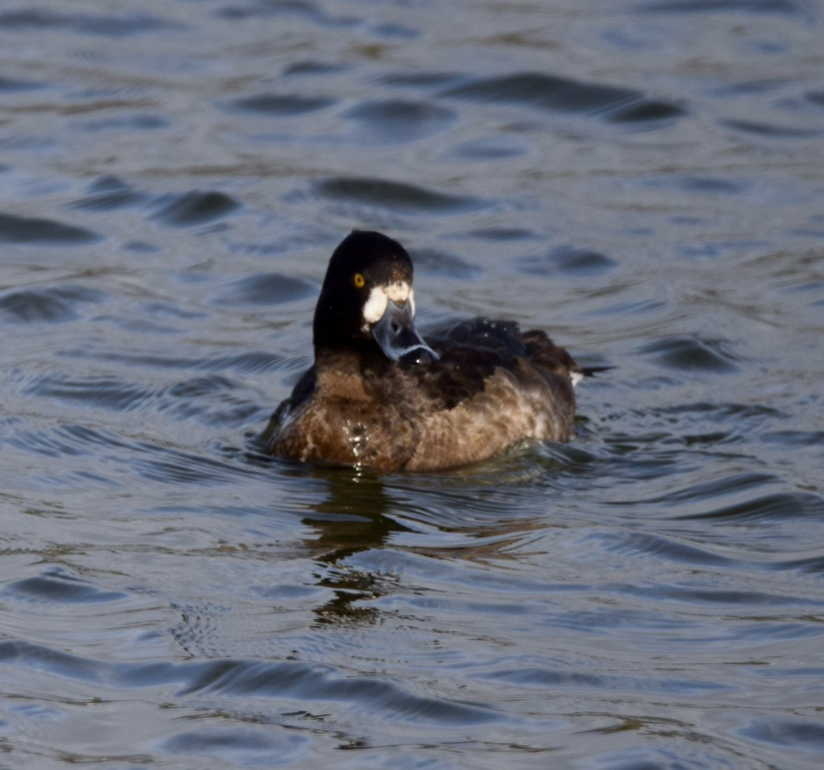 dave ogden tweet media