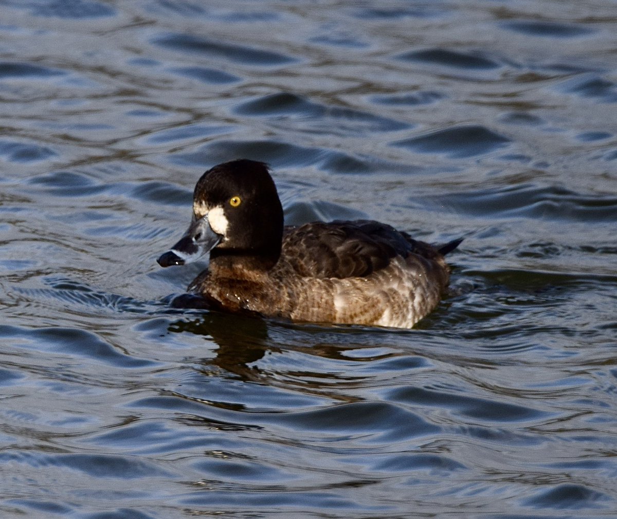 dave ogden tweet media