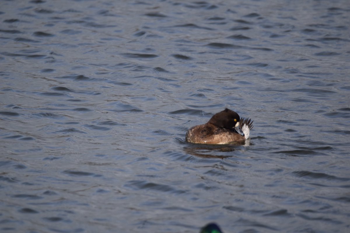 dave ogden tweet media