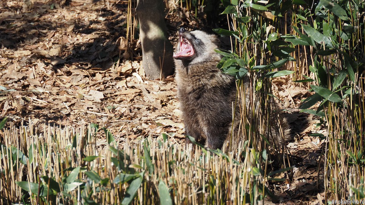 たぬあくび！ #東山動植物園 #タヌキの里 #ホンドタヌキ 2026.02