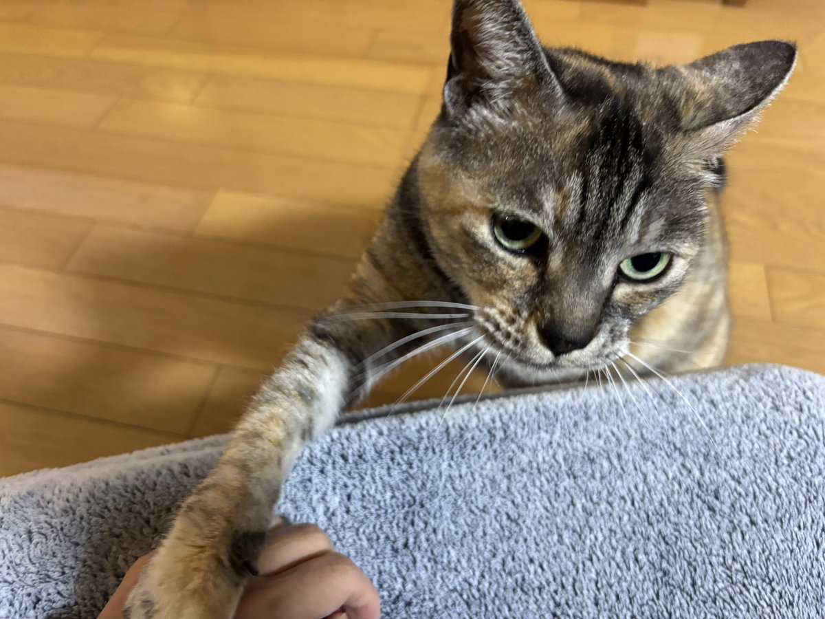 ねむるねこ (@nobita4989) / Posts / X