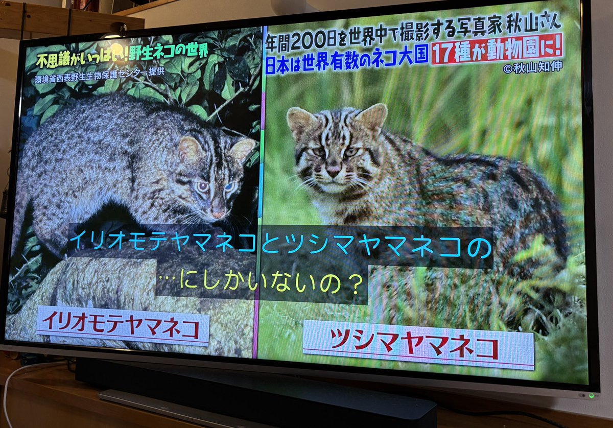 ねむるねこ (@nobita4989) / Posts / X