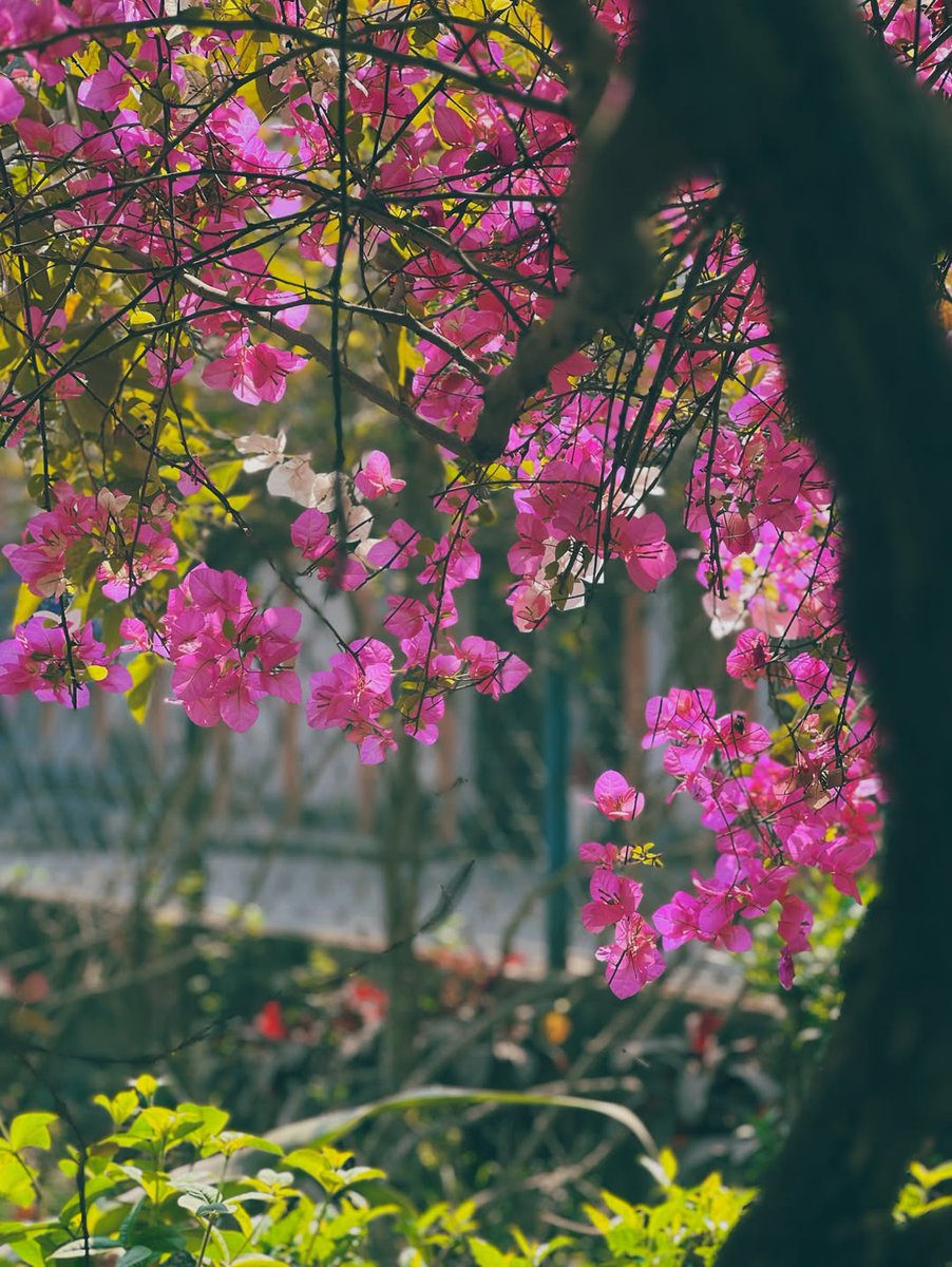 Nitanto_Shaha's tweet photo. Spring in Bangladesh hits different. 🌸
Pink blossoms, silent water,
and a lone boat drifting like a moving poem.🌿🍀

Photography By :
: @Nitanto_Shaha
Colour Grading on :
@Lightroom 🍀

#SpringVibes #vivox300pro
#CinematicPhotography
#NaturePhotography
#Bangladesh  #spring https://t.co/nzEWsg27Tx
