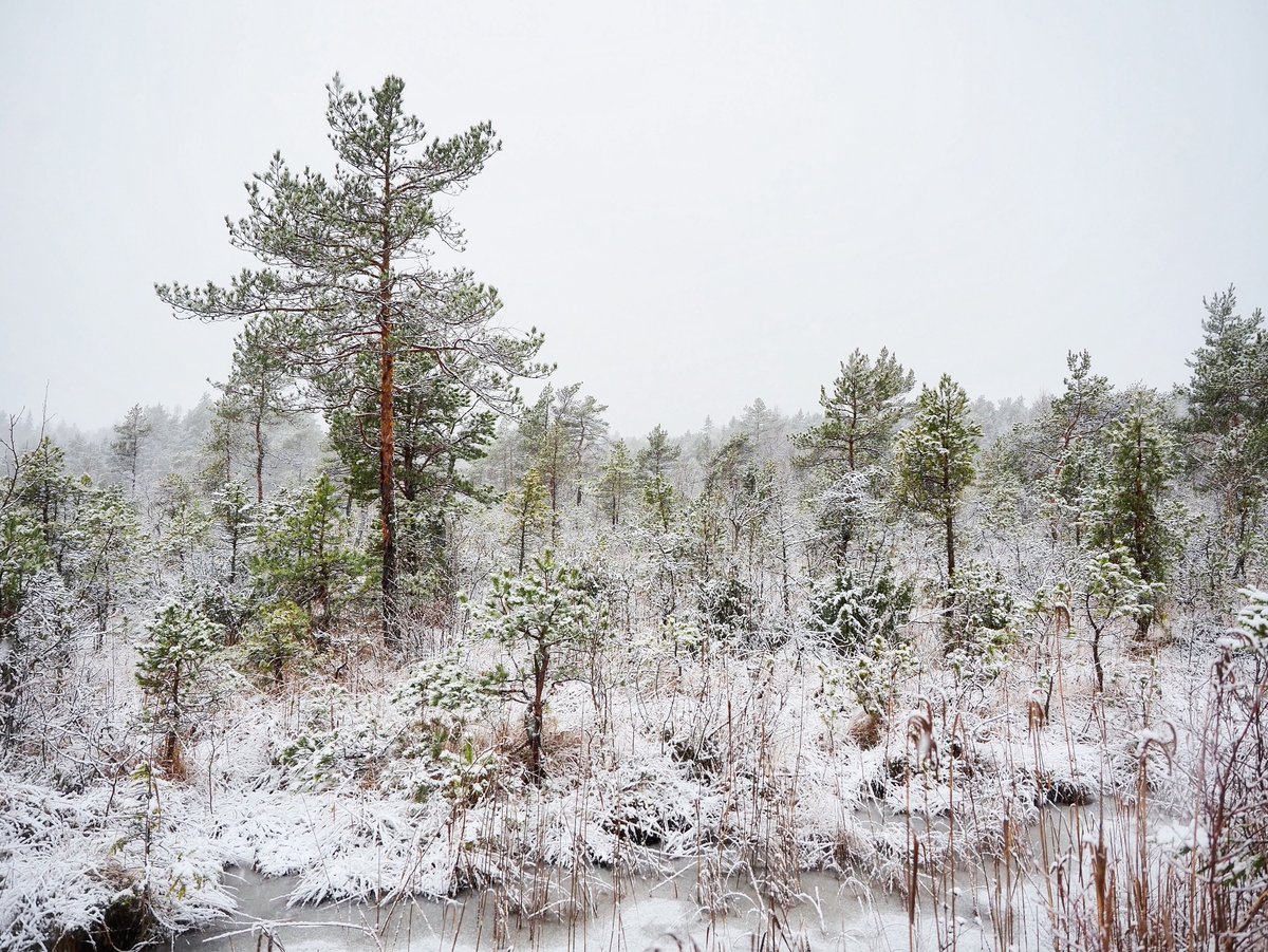 Ilusat vabariigi aastapäeva!

エストニア共和国は、本日独立108周年を迎えました🇪🇪🇪🇪