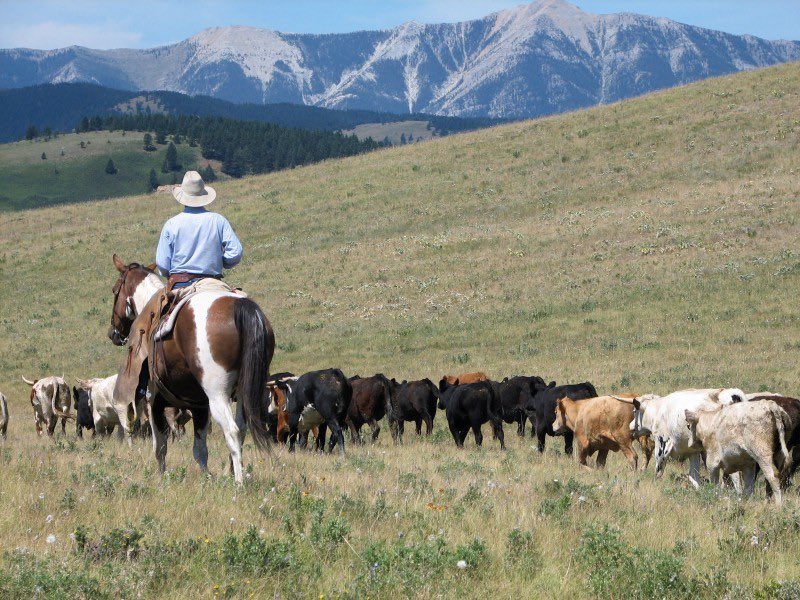 Alberta Independence tweet media