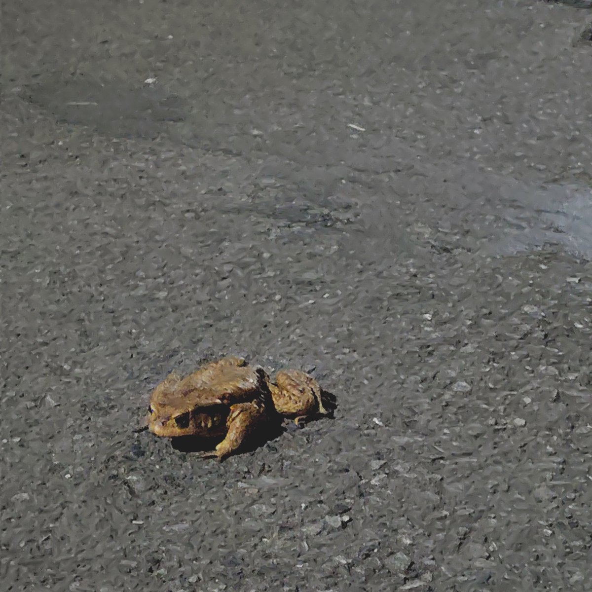 satoyuki tweet media