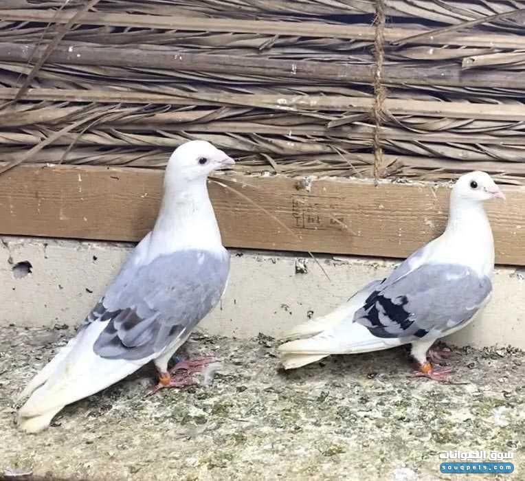 الحين وش الاصح الاثنين 
يقولون لهم 

زوج  
او جوز 

من الحمام