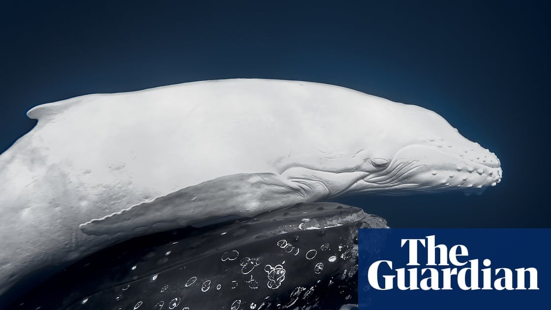 World Nature Photography awards 2026 – in pictures 📸 bit.ly/3MDWLzN 

#wildilfe #nature #wildlifephotography #WorldNaturePhotography