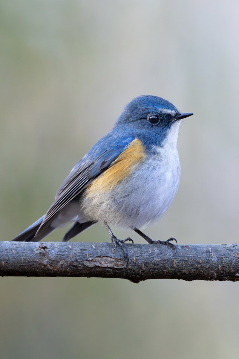 もみじ卍ゅう│𝓶𝓸𝓶𝓲𝓳𝓲_𝓶𝓪𝓷_𝟏𝟎 (@momiji_man_10) / Posts / X