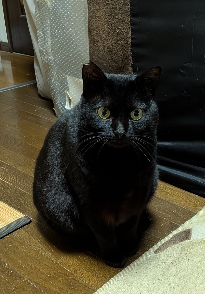 昨日､今日とお洗濯Day 黒猫🐈‍⬛は背景黒だとマジ見えない😵 夜､灯り