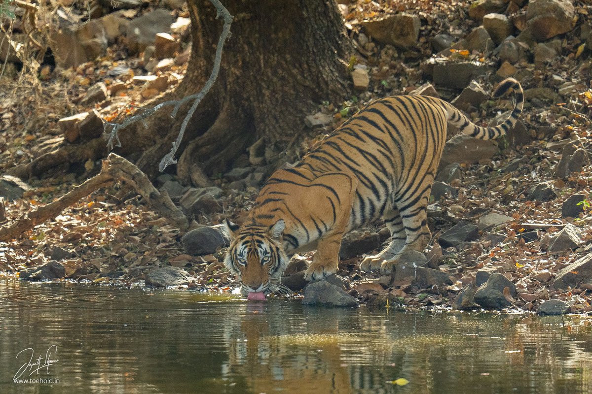 Jayanth Sharma tweet media