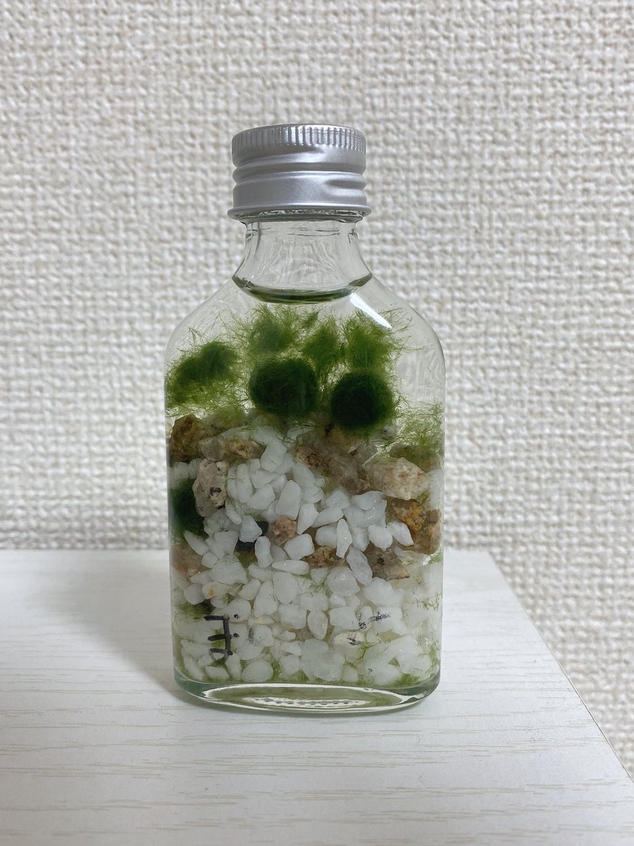 まりも／Marimo (@marimo_blariver) / Posts / X