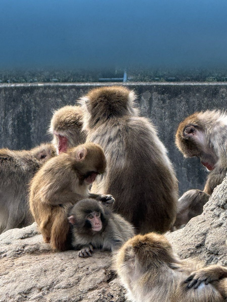 The monkey Punch story that’s been going viral lately 🐒
The monkey who stays by Punch’s side and protects him is named Go-chan.

Go-chan grew up in a circus, but he couldn’t fit in with the troop.
He was bullied by other monkeys, and with a body hurt by stress,
he eventually