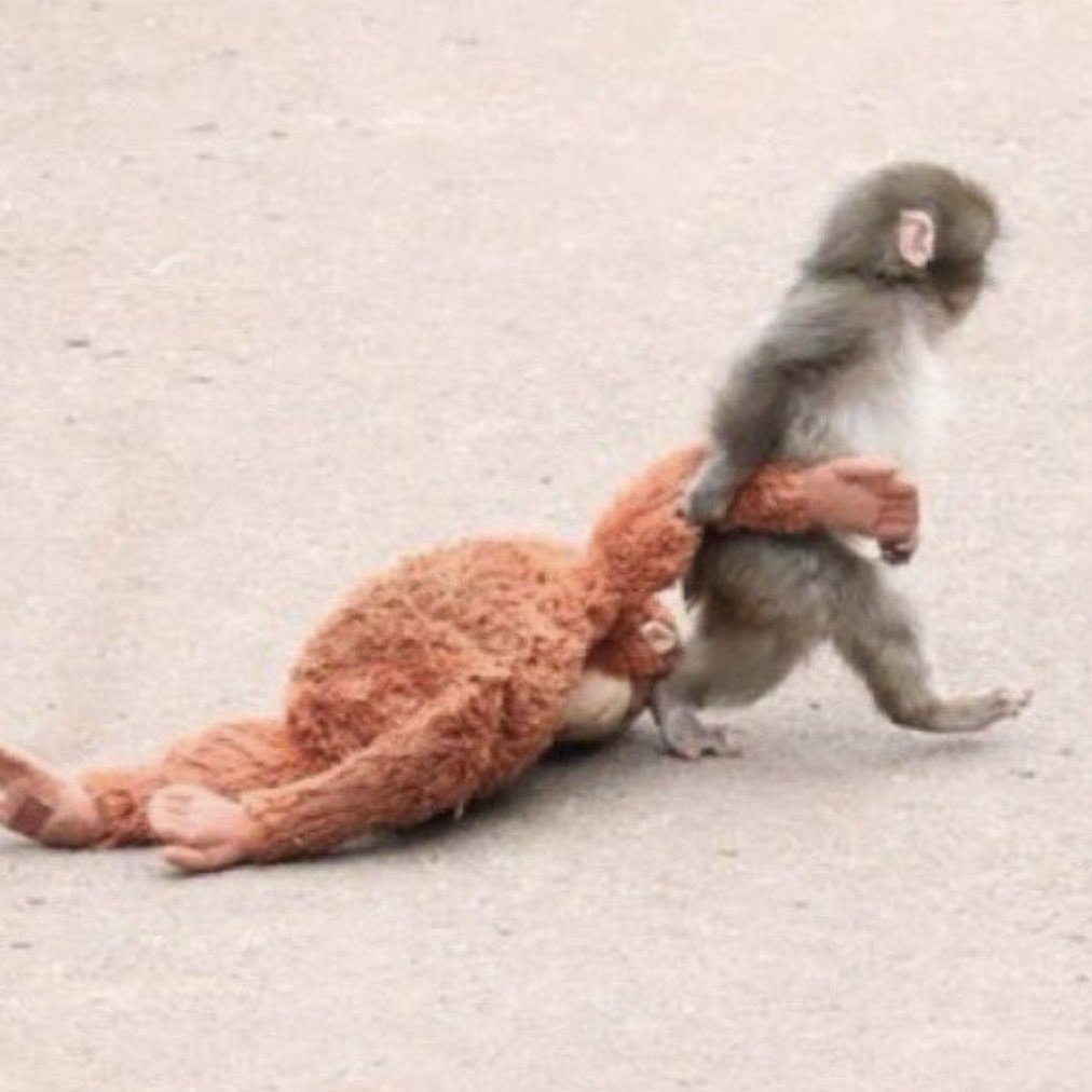 น้องพั้นลิงเด็กชอบเดินสองขา กับตุ๊กตาแม่ลิงที่ถูกน้องลากไปด้วยทุกที่ เอ็นดูจังลูกเอ้ย🥹🥹🥹🥹🥹🥹🥹🥹🥹🥹🥹🥹🥹🥹🥹🥹🥹🥹🥹🥹🥹🥹🥹🥹🥹🥹🥹🥹🥹🥹🥹🥹🥹🥹🥹🥹🥹🥹🥹🥹🥹🥹🥹🥹🥹🥹