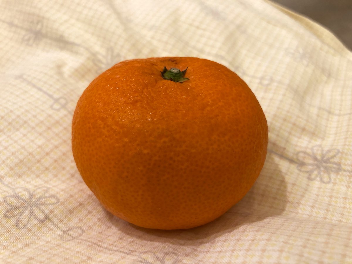 Post by こーだ ⊿ on X: 今日のみかん。