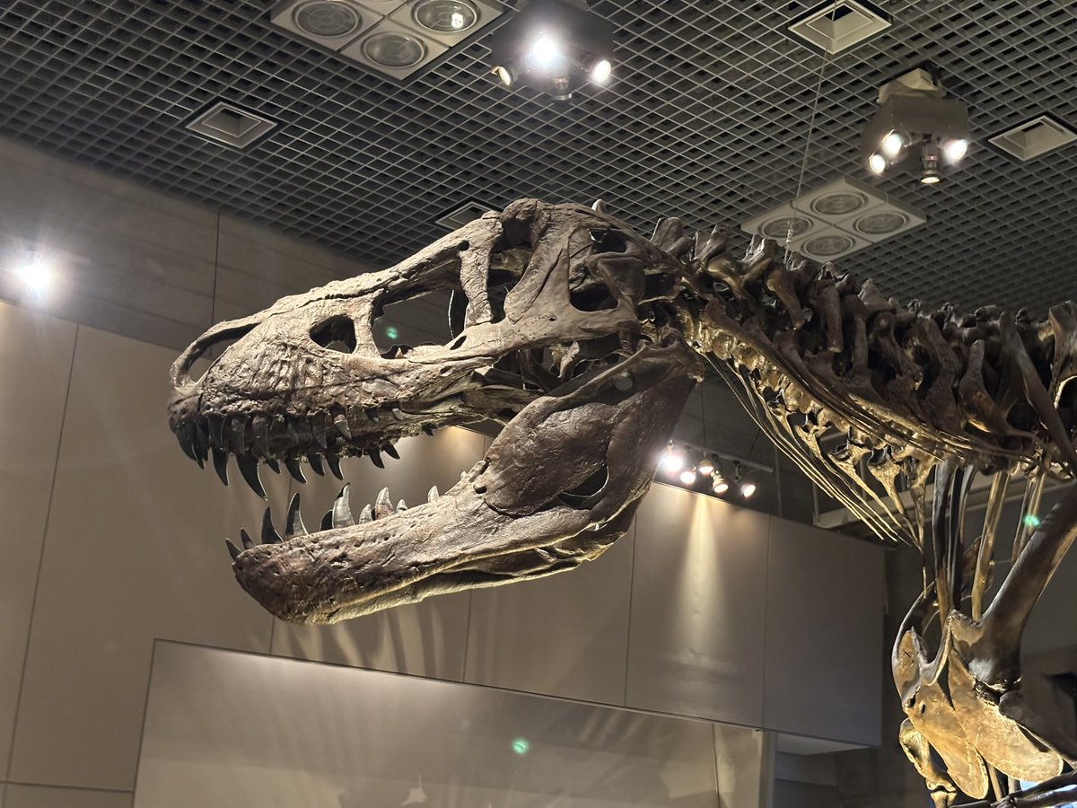 国立科学博物館で展示してるティランノサウルスのBucky！ めちゃくちゃ
