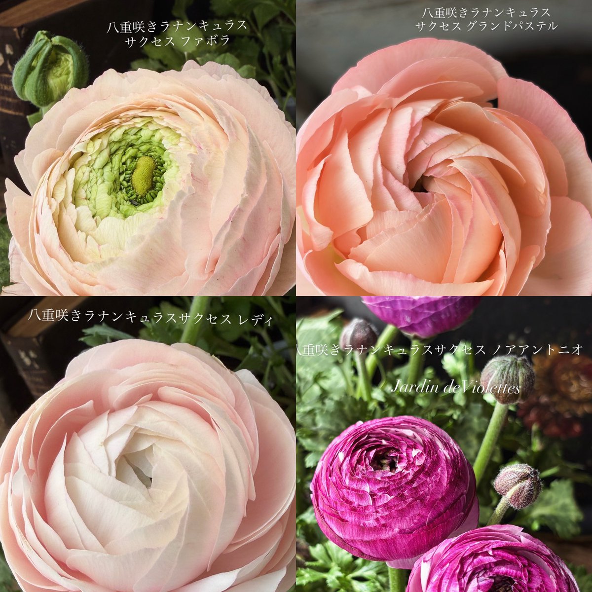 ラナンキュラス サクセス 各種💫 再入荷はありません✨ 開花の経過に