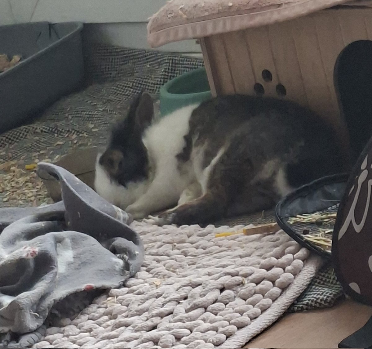 Dodo après avoir mis du copeau partout