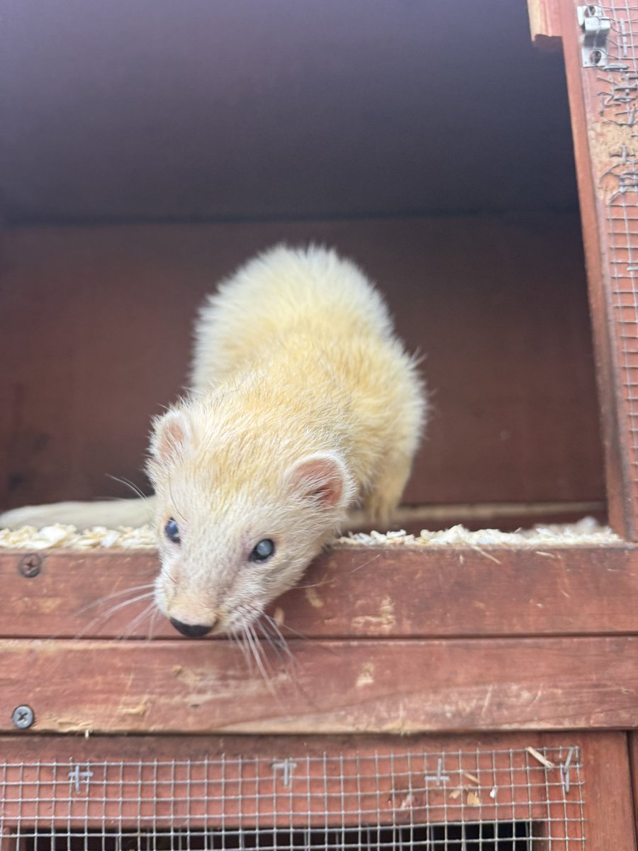 Good morning fellas #ferrets #tuesday #findom